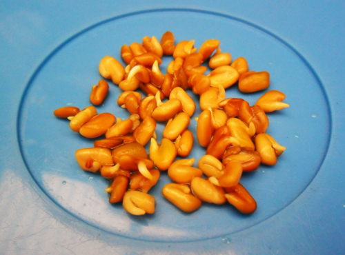 пророщенные семена пажитника