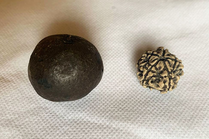 Насіння рудракші з Рішікеша