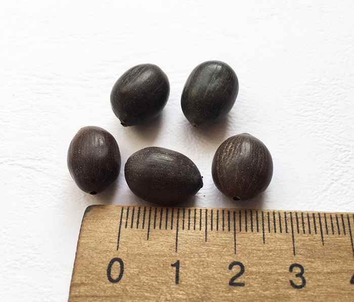 Насіння лотоса 