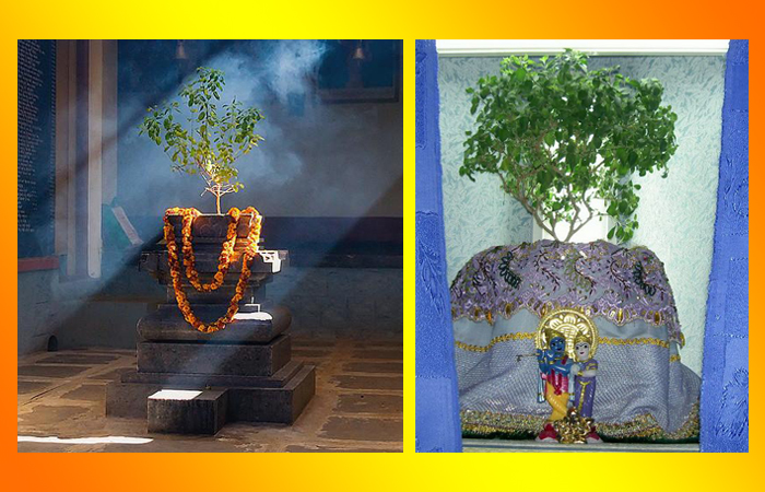 Дерево Туласи