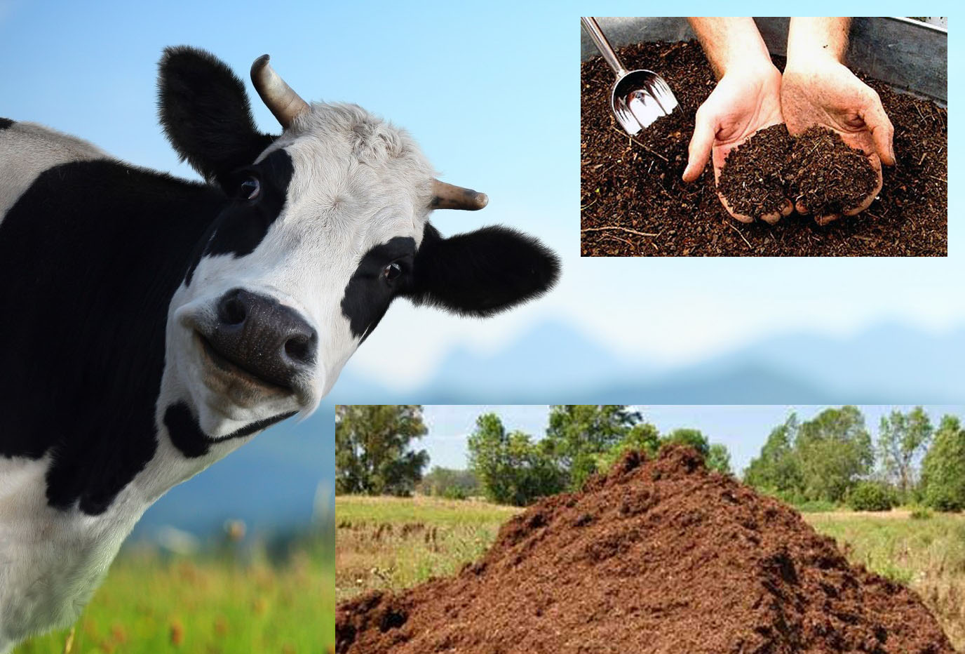 сухой коровий навоз