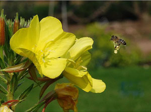 ревматический артрит лечение 