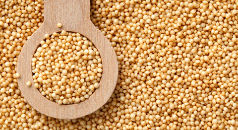 амарант семена купить